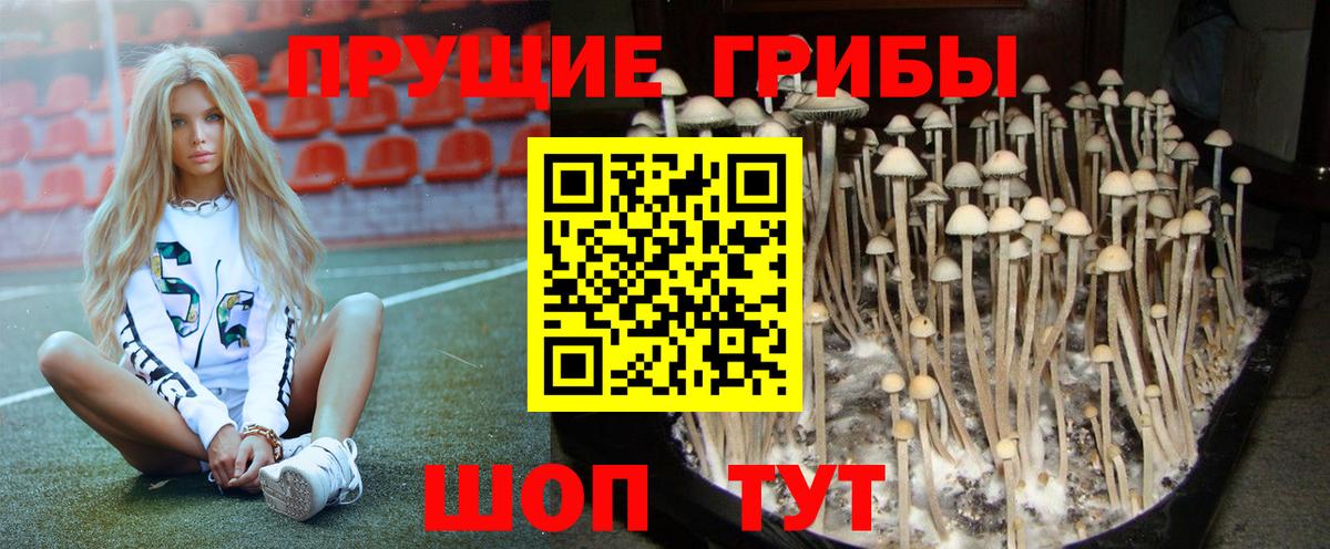 Волоколамск  Псилоцибиновые грибы GOLDEN TEACHER  Вход с VPN 